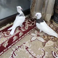 طوقی