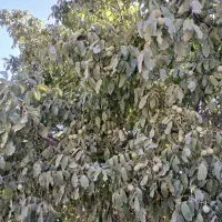 خریدار گردو
