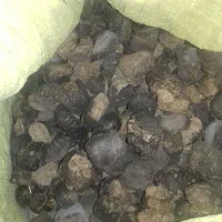 عنبر نسارا