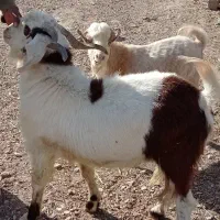 نری محلی