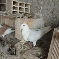 دو عکس دوکت آلمانی