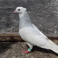 دو جفت نرو ماده دوتا نرجوون
