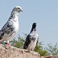 کبوتر پرشی