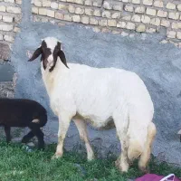 قوچ سنجابی در کاشمر