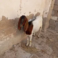 سلام|حیوانات مزرعه|شادگان, |دیوار