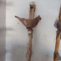 کفتر