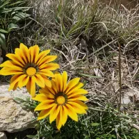 باغچه باغ، باغشهری