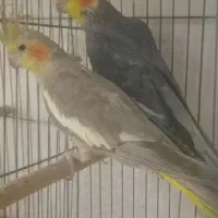 یک جفت  طوطی عروس