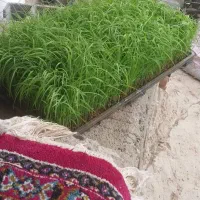 فروش نشا برنج