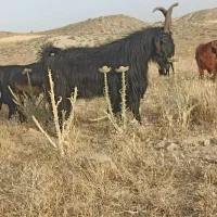 پازن|حیوانات مزرعه|میمند, |دیوار