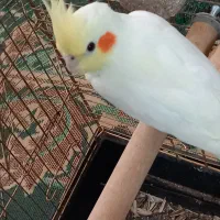 عروس هلندی ماده