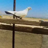 کبوتر دم سیاه