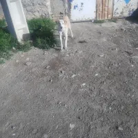 سگ نر|سگ|دهگلان, |دیوار