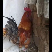 خروس