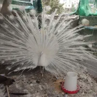 جوجه طاووس سفید