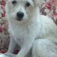 وگذاری سگ نژاد شیتزو یک ساله