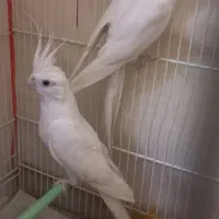 جفت عروس هلندی سفید