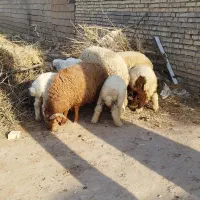 گوسفند بره نر