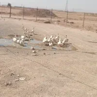 غاز دورگه محلی بالغ.فروش فوری