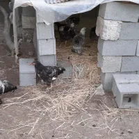 مرغ و خروس پا پری