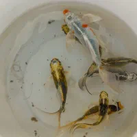 عرضه ماهی کوی سوپر باله در سایزهای مختلف