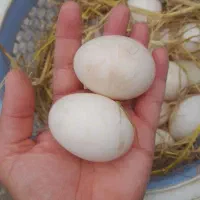اوردک یومورتاسی، تخم اردک