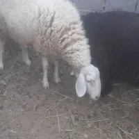 تقلی.بره.بزغاله.