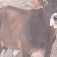 گوساله نر