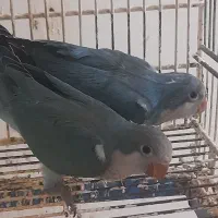 جوجه راهب