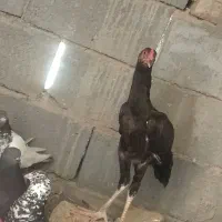 لاری