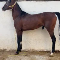 کره شکار
