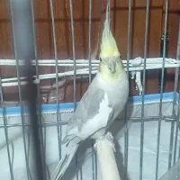 عروس هلندی
