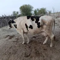گاو درجه یک