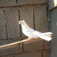 کبوتر سفید