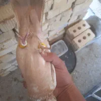 دمبی زرد ماده بزن