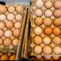 عرضه تخم مرغ محلی مزرعه با بهترین کیفیت