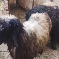 بره نر