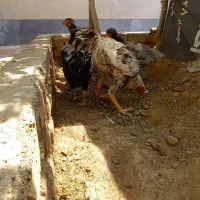خروس لاری