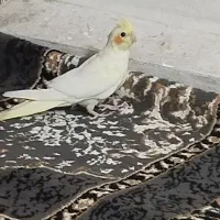 عروس هلندی ماده مست مست