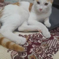 گربه رایگان