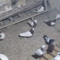 کفتر|پرنده|میان جلگه, |دیوار