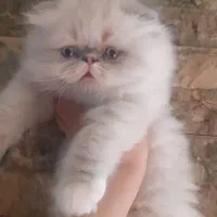 گربه اسکاتیش