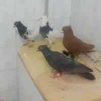 پنج عدد کبوتر رنگی پرشی