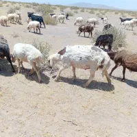 گوسفند