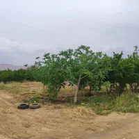 باغ انار ساوه فوری
