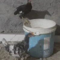 ۵عدد جوجه مرغ گلین چهل تاج با یک عدد مرغ تخمگذار