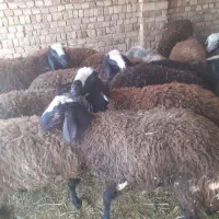 بره