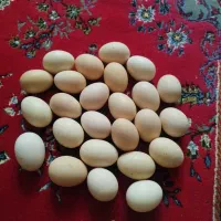 تخم مرغ محلی تازه
