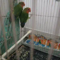 کتوله برزیلی