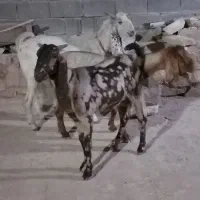 بز پاکستانی